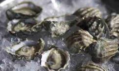 Fresh Premium Oysters-Dozen