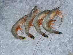 Jumbo Head-On Mayport Shrimp (13-15 per lb)