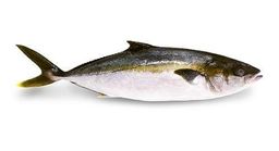 Hiramasa (Yellowtail Kingfish) - NZ Whole 6-8 lbs 