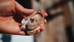 Totten Virginica Oysters