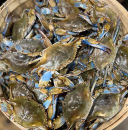 Live Blue Crabs- #1 Jimmies/In-Store Pick-Up Only, No Delivery Available