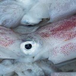 Fresh Monterey Squid 
