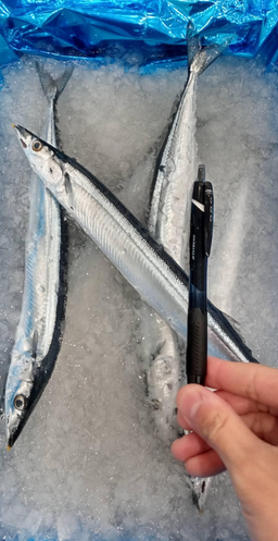 Sanma - Japanese Saury