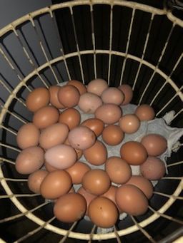 Chicken Eggs - pullets