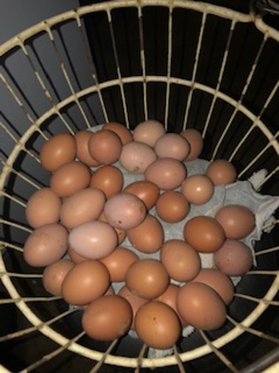 Chicken Eggs - pullets