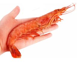 Shrimp - Wild Argentina Whole Head ON L1 (2 kg)