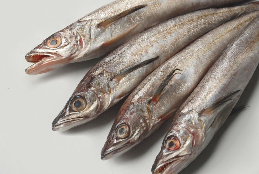 Wild Whole Whiting