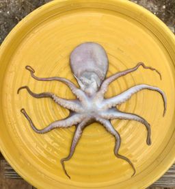 Baby Octopus