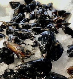 Live Mussels 