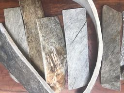 Moose Antler