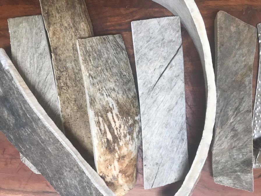 Moose Antler
