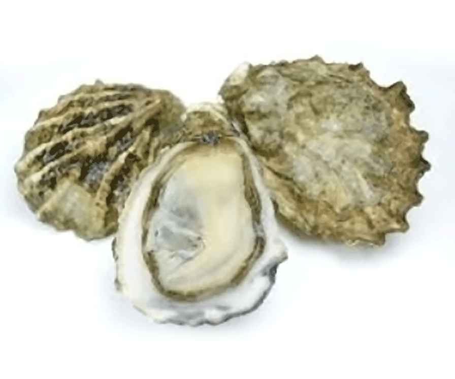 Oysters, Kumamoto