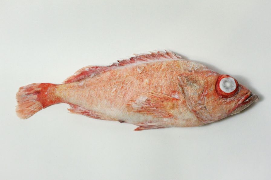 Wholesale - Ocean Perch Rockfish Whole (IQF)