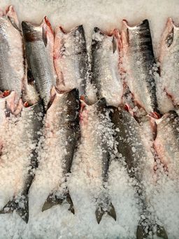 Whole Wild Sockeye Salmon (head off and gutted)