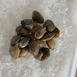 Manila Clams