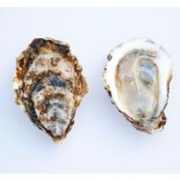 Small Pacific Oyster
