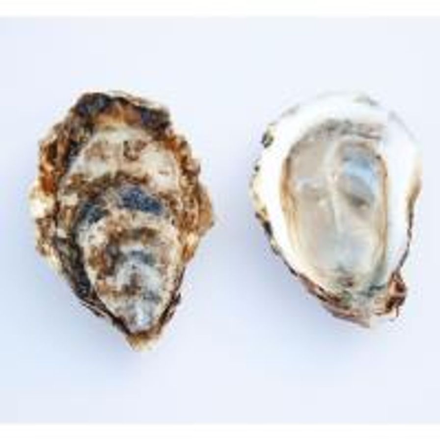 Small Pacific Oyster