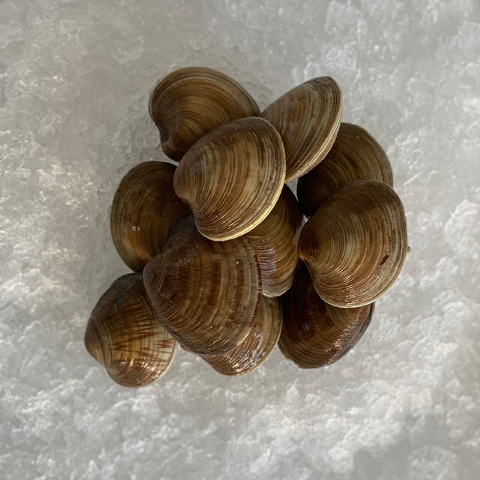 Water2Table  Littleneck Clams