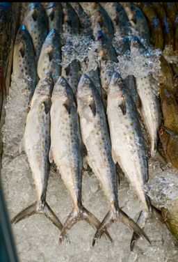 Spanish Mackerel