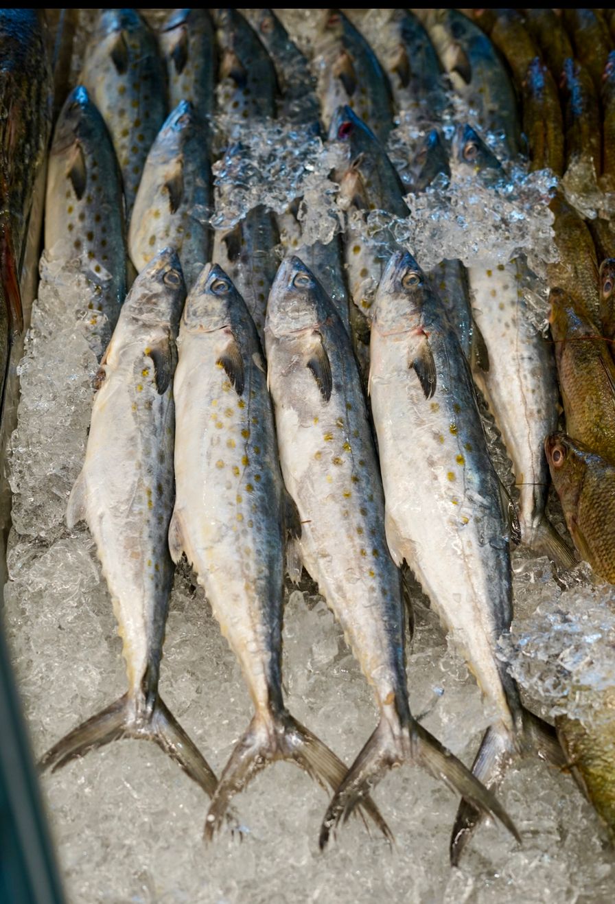 Spanish Mackerel