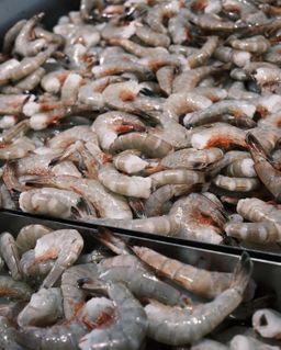 Large Head-Off Mayport Shrimp (31-35 per lb)
