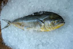 Mahi Mahi