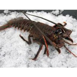 Live CA Spiny Lobster