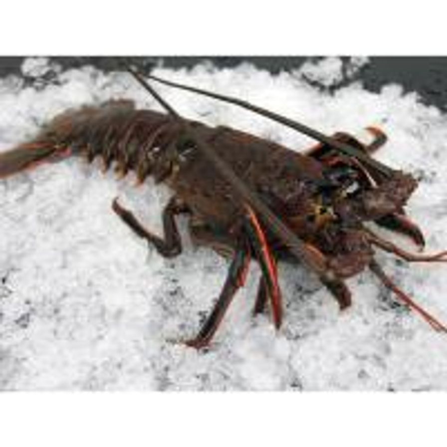 Live CA Spiny Lobster