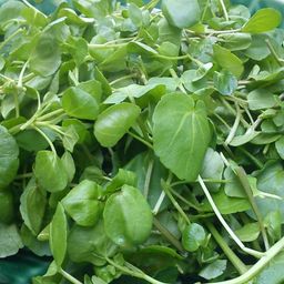 Large Watercress