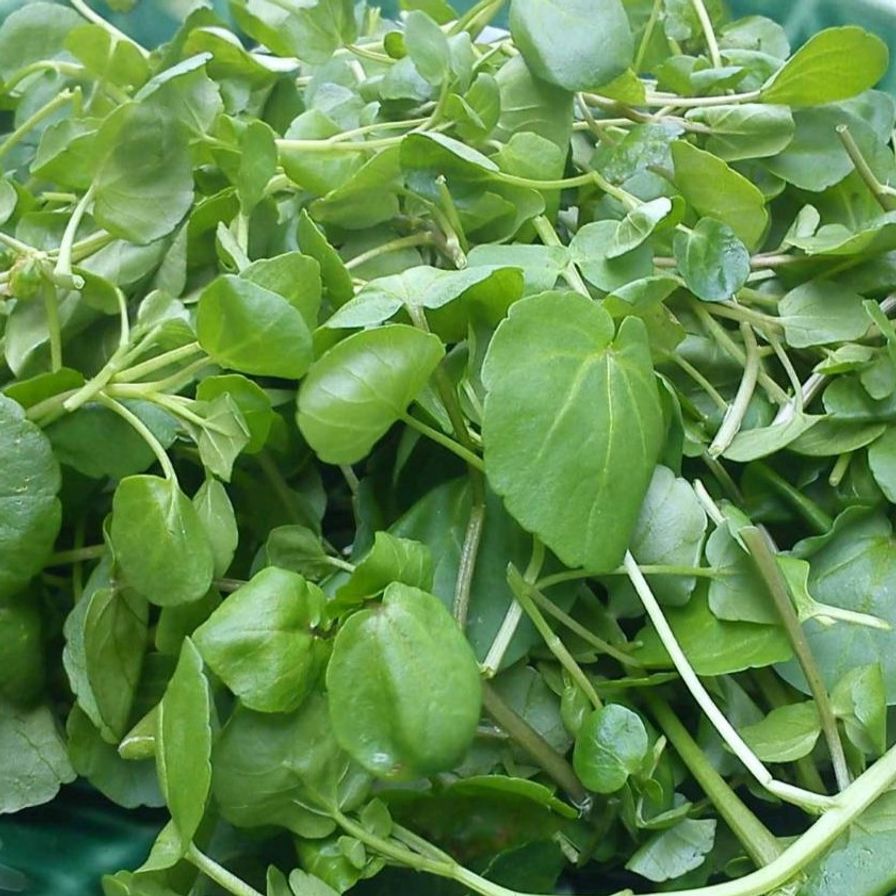 Large Watercress