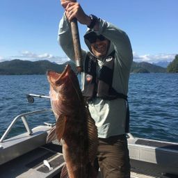 Lingcod Cheeks - BC Wild