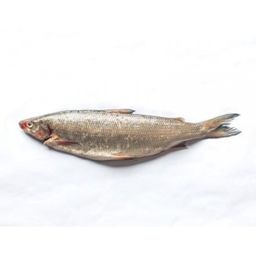 Whitefish - Lake Huron Large Whole 2.5-3.5 lbs