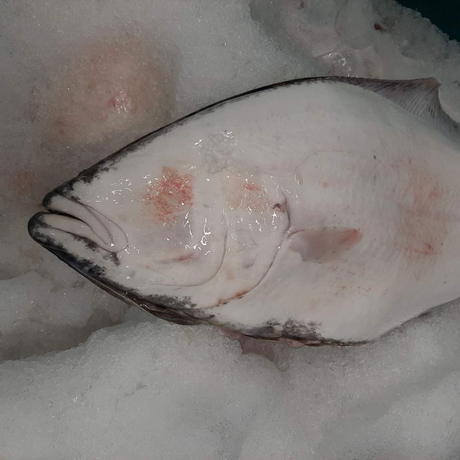 Halibut, FROZEN sides, BC Wild