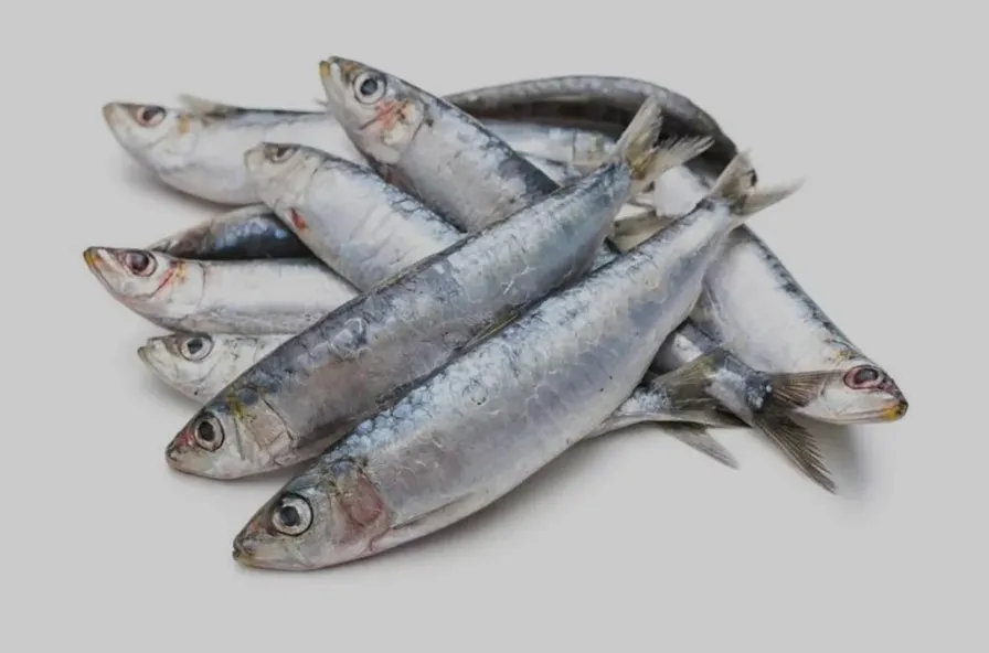 Wild Whole Frozen Sardines