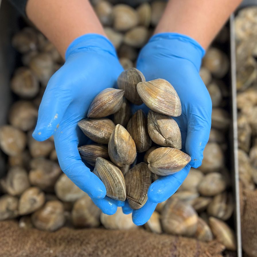 Little Neck Clams