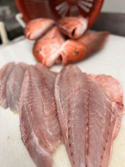 American Red Snapper