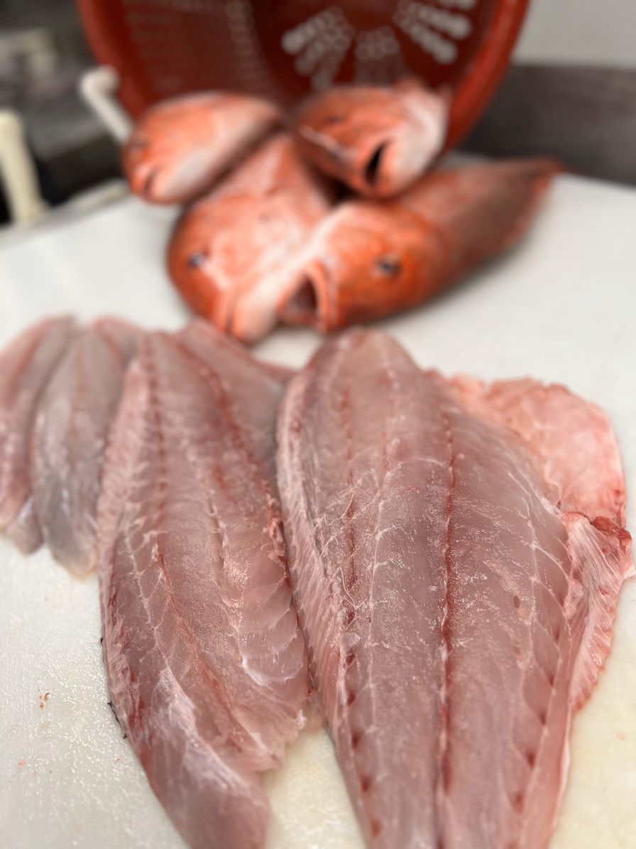 American Red Snapper