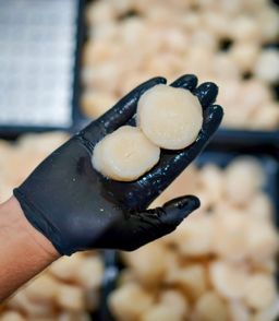 Sea Scallops