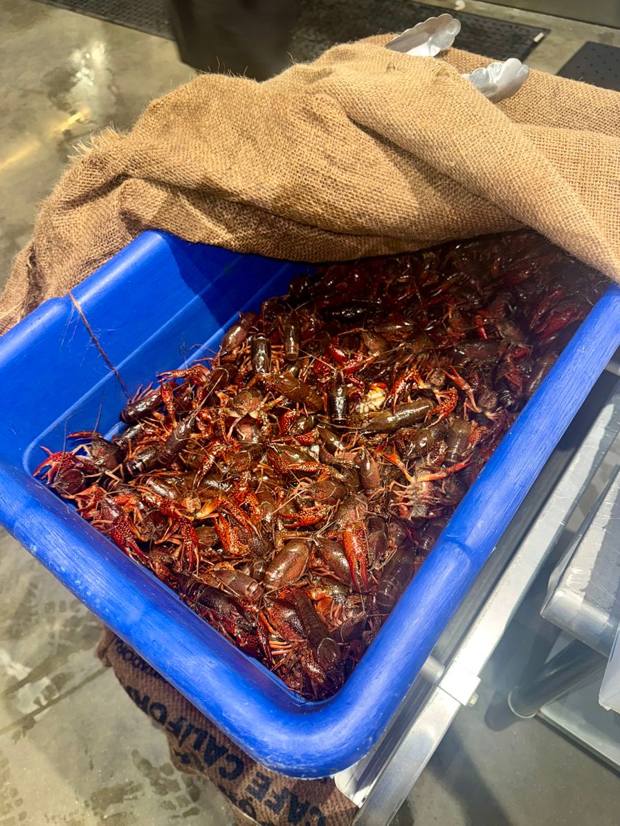 Live Crawfish