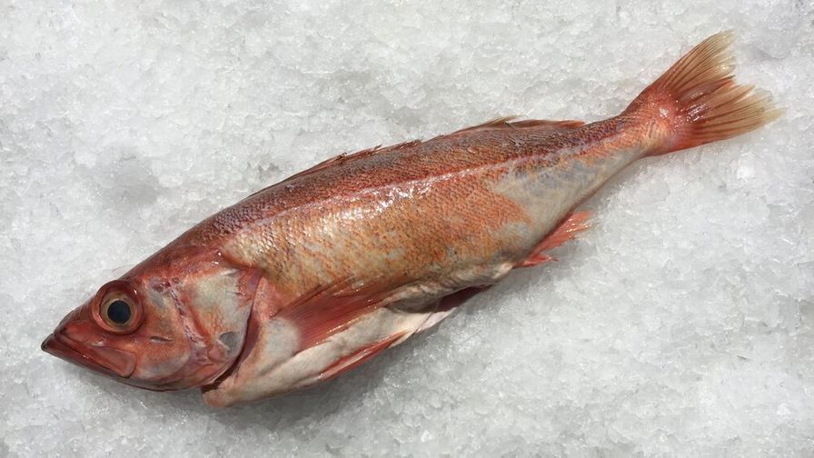 Fresh Wild Rock Cod-Whole (1.5-3 lbs)