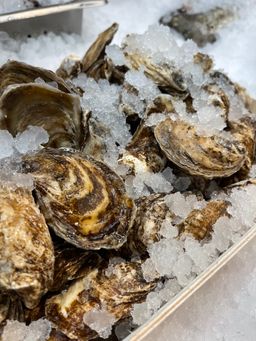 Live Beausoleil Oysters