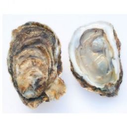 Oysters - East Coast Large (6 Pcs)