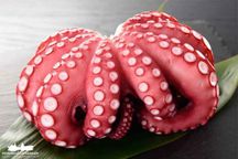 Mayan/Yucatan Octopus (2-4 Lbs)