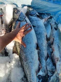 Chinook salmon - FRESH PRESALE - BC Wild