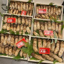 Matsutake - Premium Japanese Matsutake Mushroom
