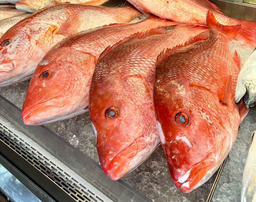 Snapper