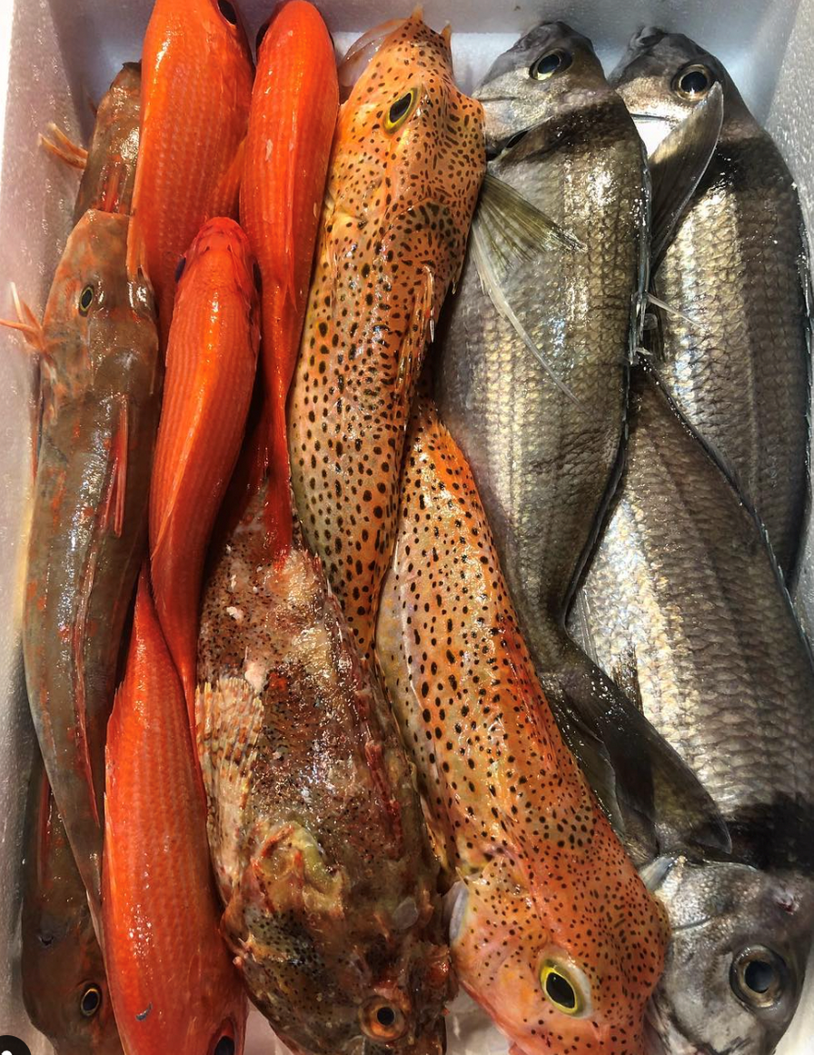 Snapper NEW ZEALAND ROUND 1-2lb Premium Fresh (pre order)