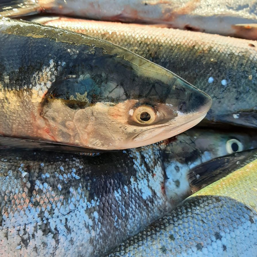 Eat Canadian Seafood  Sockeye Salmon portions - BC WILD