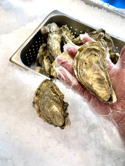 Live large Fanny Bay Beach Oyster