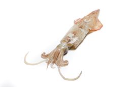 Squid - Japanese Yari Ika Spear (315-365 gm) 